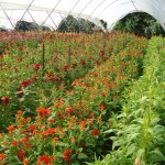 Celosia in high tunnels at Peregrine Farm in Graham, NC.
