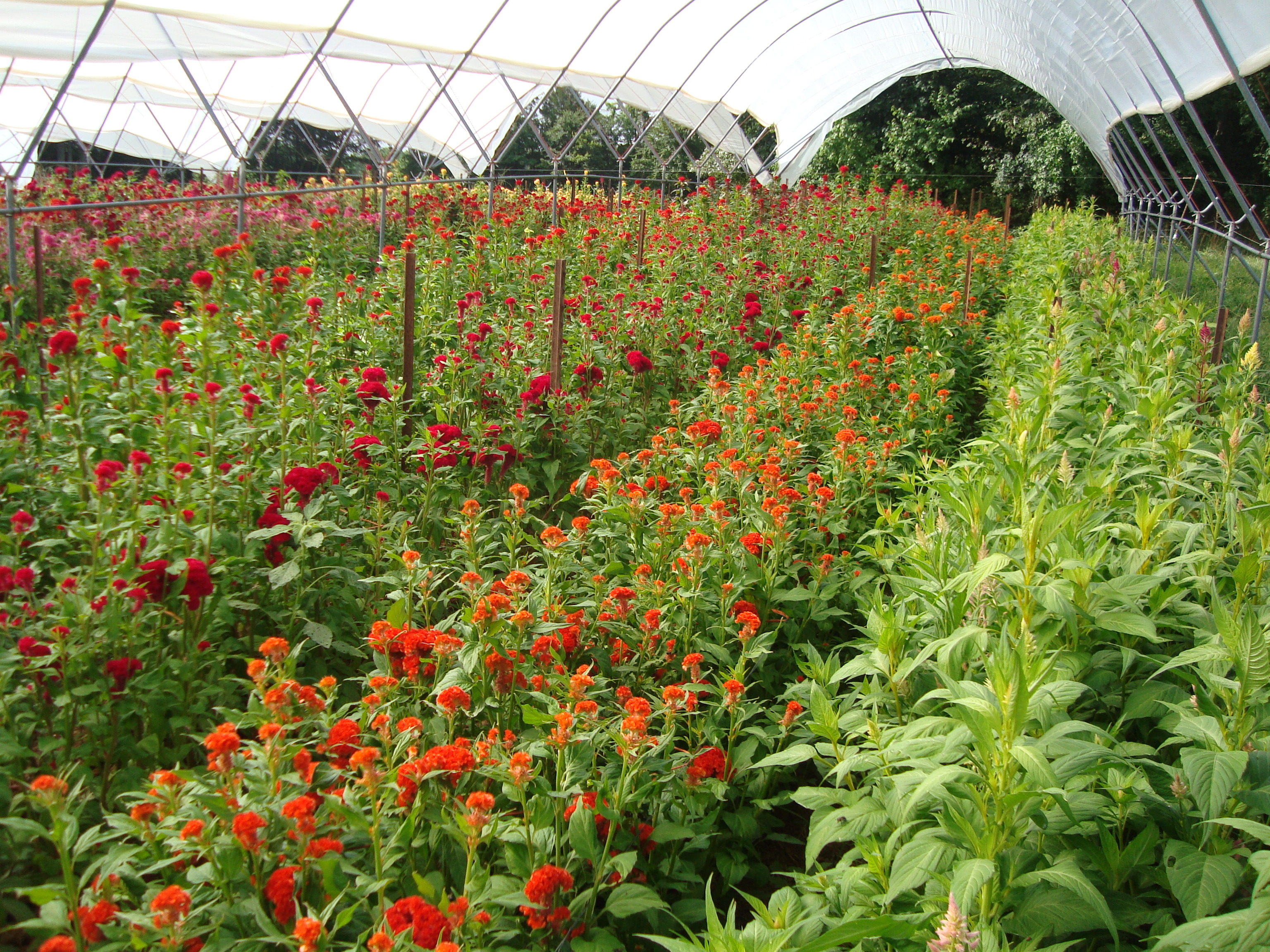 cut flowers in hoop house