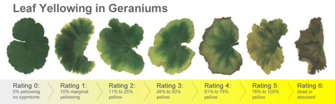 Leaf yellowing scale in geraniums