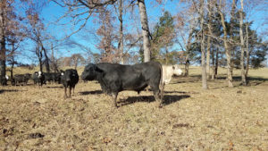 Cover photo for Bull Breeding Soundness Exam Day