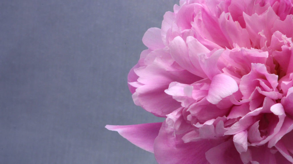 peony